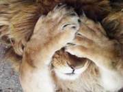 Ashamed lion